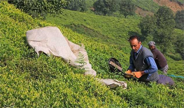 واگذاری تنظیم بازار چای به بخش خصوصی