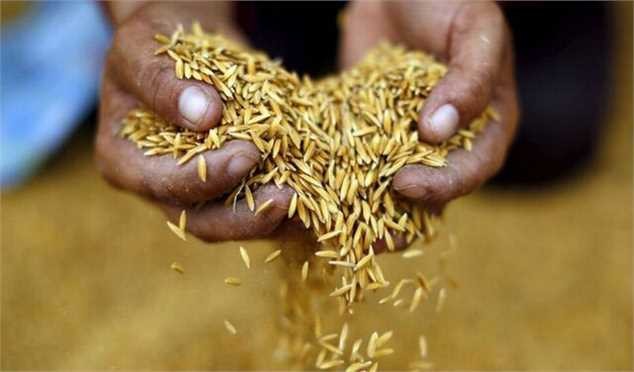 صادرات برنج تایلند صعودی شد