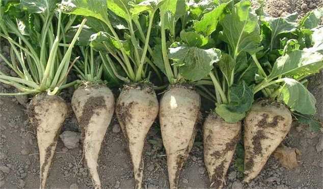 ۲۸۰۰ تومان نرخ مصوب جدید چغندرقند/ تولید چاره‌ای جز اصلاح قیمت‌ها ندارد