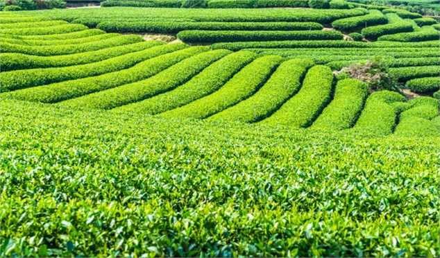 خرید تضمینی برگ سبز چای ۱۰ درصد افزایش یافت