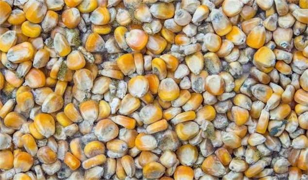 پشت‌صحنه ذرت‌های فاسد