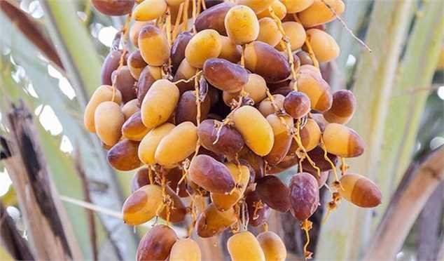 سرانه مصرف خرما به‌ازای هر نفر در ایران ۷ و نیم الی ۸ کیلوگرم است/ قیمت خرما چند؟