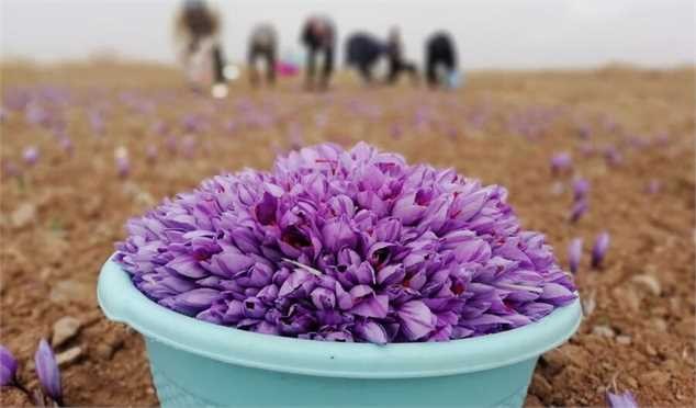 مصرف داخلی زعفران نصف شده است/ ترکیه هم به صادرکنندگان زعفران ایران به اسم خود ملحق شد