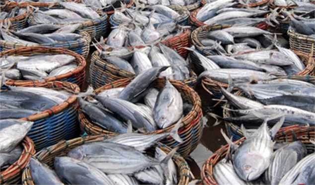 عدم تناسب عرضه و تقاضا، علت افزایش قیمت ماهی/ نظارت‌ها در بازار تشدید شود