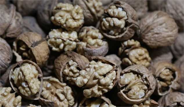 تولید سالانه ۲۹۰ هزار تن گردوی خشک در کشور