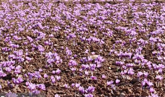 ۸۰ درصد زعفران تولیدی به بازار‌های هدف صادر می‌شود