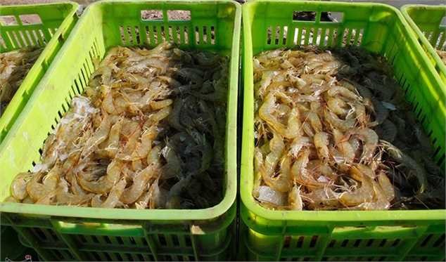 پای جریان نفوذ در انتشار خبر آلودگی میگوی ایران