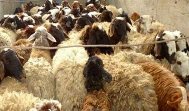 افزایش بیش از ۱۶۰ درصدی قیمت گوسفند زنده در یکسال