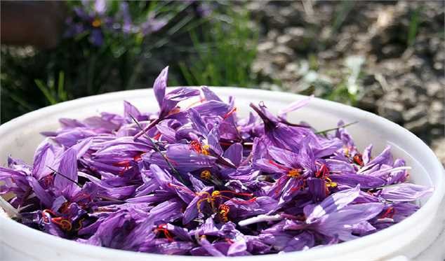 ایران ۹۸ درصد زعفران دنیا را تولید می‌کند