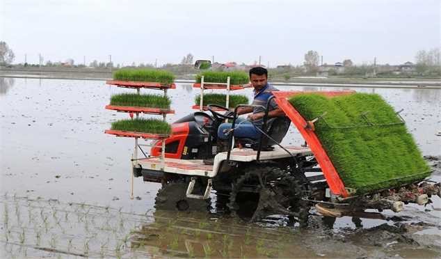 ۷۰ درصد کشت برنج مکانیزه است