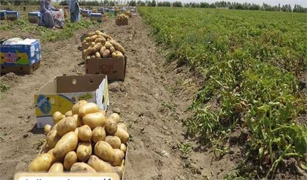 قیمت سیب زمینی در میادین میوه و تره بار ۳۶ هزار تومان شد