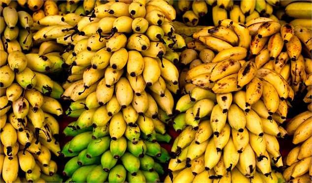 قیمت منطقی هرکیلو موز یک دلار است