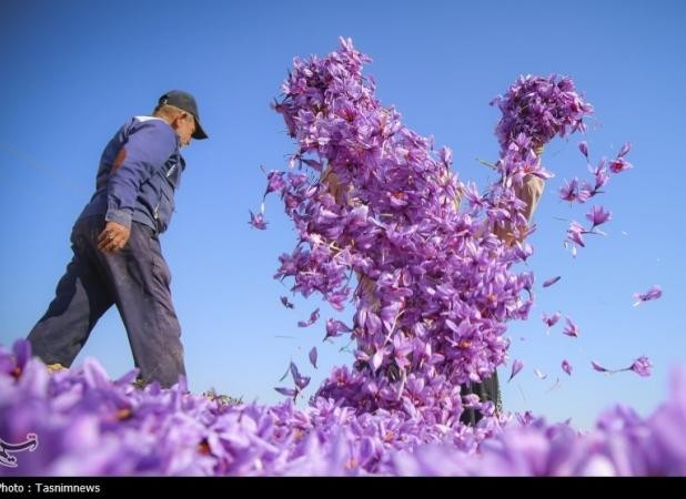 دانشنامه زعفران رونمایی شد