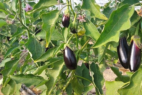 ۸۰ درصد گلخانه‌ها به کشت سبزیجات اختصاص دارد؛ پیشتازی تهران