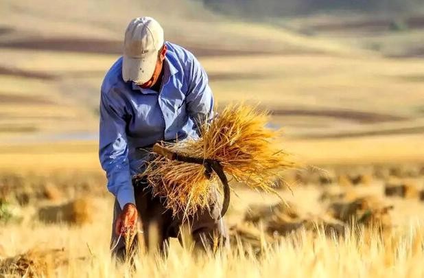 بلاتکلیفی حق بیمه گندم‌کاران و ۵ درصد مطالباتی که تسویه نمی‌شود