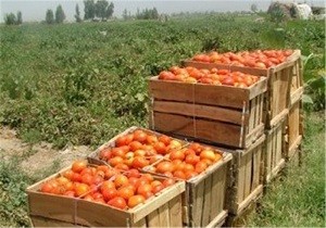 بفرمایید سم!