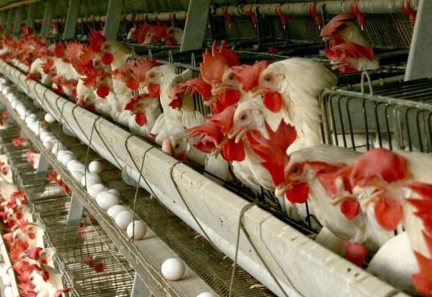 قیمت مرغ و تخم مرغ در سمنان بین ۲۰ تا ۲۵درصد ارزان‌تر از دیگر استان‌ها