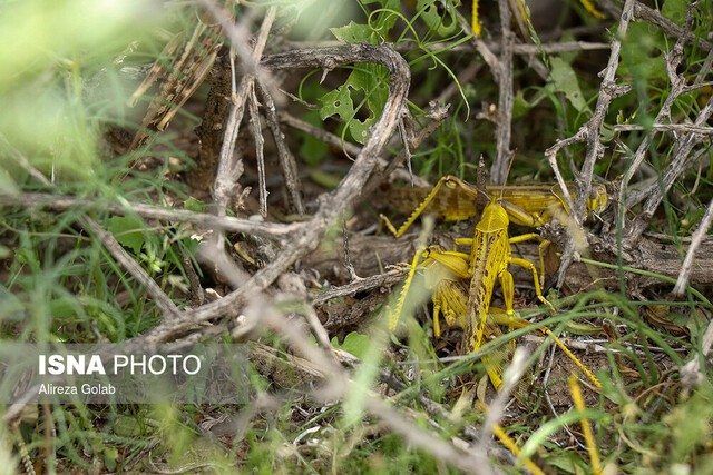 موج جدید ورود ملخ‌های صحرایی در راه سیستان و بلوچستان