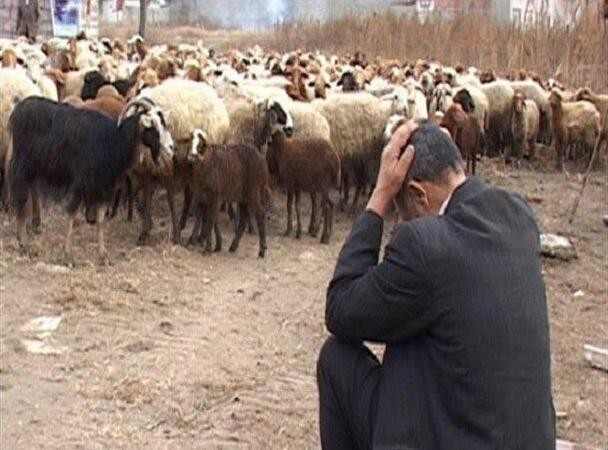 بحران کمبود نهاده‌های دامی؛ دلالان عمده نهاده یارانه‌ای را جذب می‌کنند