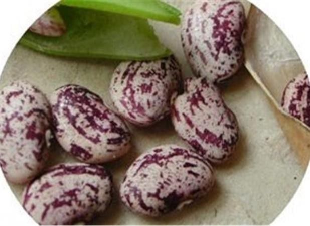 بازار حبوبات یله شد