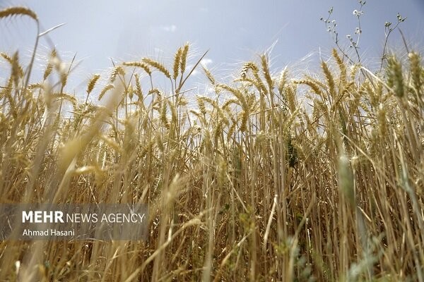 هفته آینده شورای قیمت‌گذاری برای تعیین نرخ تضمینی گندم تشکیل می‌شود