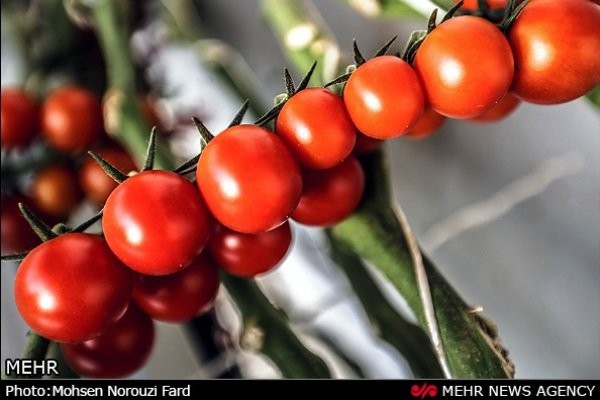 دلایل افزایش ۵۰ درصدی قیمت خیار و گوجه‌فرنگی