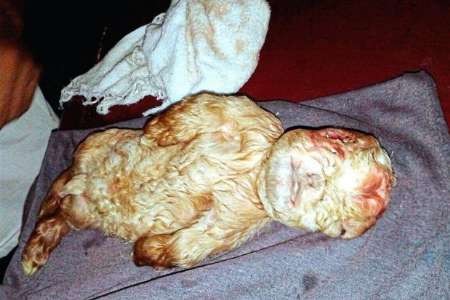 تولد بزغاله ای شبیه انسان در مالزی + عكس