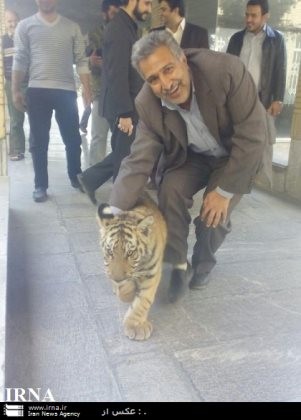 توله ببر بنگال جنجالی مشهد در یک باغ پیدا شد