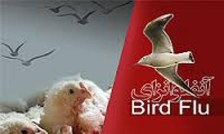 مصرف مرغ و تخم مرغ های محلی ممنوع است/ریزش پرندگان مهاجر در نیمی از کشور