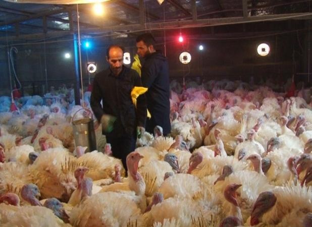 گوشت بوقلمون به طرح کالابرگ الکترونیکی اضافه شد