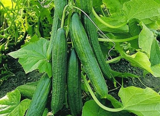 هر کیلوگرم خیار بین ۵۴ تا ۶۵ هزار تومان در بازار میوه و سبزیجات