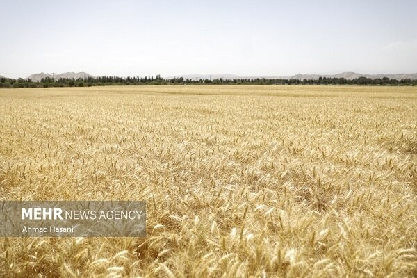 خسارت ۸۰ درصدی گندم دیم؛ تمام مزارع بیمه بودند