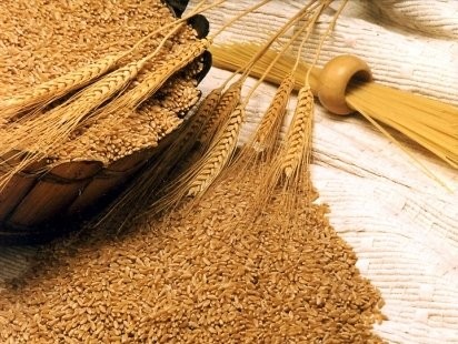 خرید تضمینی گندم رو به پایان است/ پرداخت 72 درصد مطالبات کشاورزان