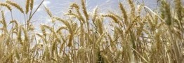 پیشنهاد نرخ ۴۲ هزار تومانی برای خرید تضمینی گندم!