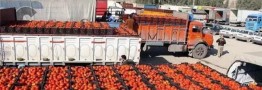 صادرات گوجه&zwnj;فرنگی تا پایان سال ممنوع شد