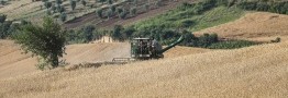 نرخ 85 هزار تومانی گندم روی میز شورای قیمت&zwnj;گذاری