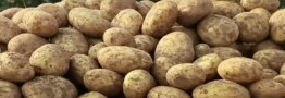 سیب&zwnj;زمینی تنظیم بازاری رسید