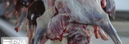 نخستین محموله گوشت گوسفندی از کنیا به ایران ارسال شد