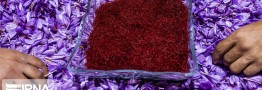 وزارت جهاد کشاورزی قیمت خرید زعفران را هر کیلو ۴۱ میلیون تومان اعلام کرد