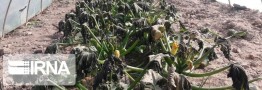 تنش دمایی و کاهش محسوس دما از روز جمعه/ خسارت به کشاورزی و سرمازدگی جوانه&zwnj;ها