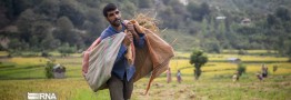 آماری که دل برنجکاران شمال را به درد آورد!