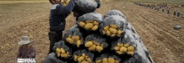 نرخ سیب زمینی همچنان بالاست؛ راهکارها چه زمانی جواب می&zwnj;دهد؟