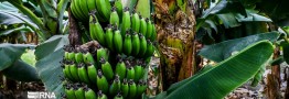 تولید موز در کشور به نصف واردات رسید/آغاز صادرات مرکبات به چین