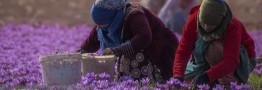 رونق طلای سرخ در مازندران؛ برداشت زعفران شروع شد