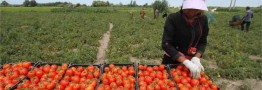 واکنش گمرک به ادامه صادرات گوجه/ صادرات گوجه گلخانه&zwnj;ای ممنوع نیست