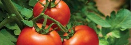 قیمت گوجه گلخانه&zwnj;ای به ۱۱ هزار تومان رسید