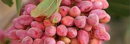 فروش پسته در بازار داخلی به بیش از 2 برابر نرخ صادراتی آن