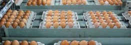 تخم مرغ شانه&zwnj;ای ۲۲ هزار تومان/ اقدام دیرهنگام برای کنترل بازار
