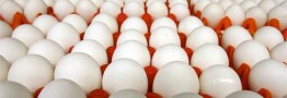 مخالفت تولیدکنندگان با کاهش قیمت تخم مرغ