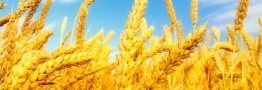 بهبود روند توزیع کالاهای اساسی با &laquo;تسریع حمل و نقل&raquo;